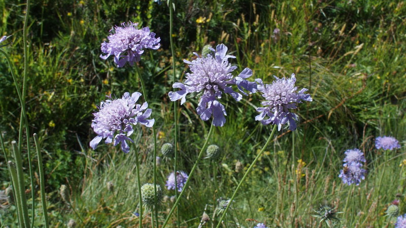 knautia o Scabiosa ??